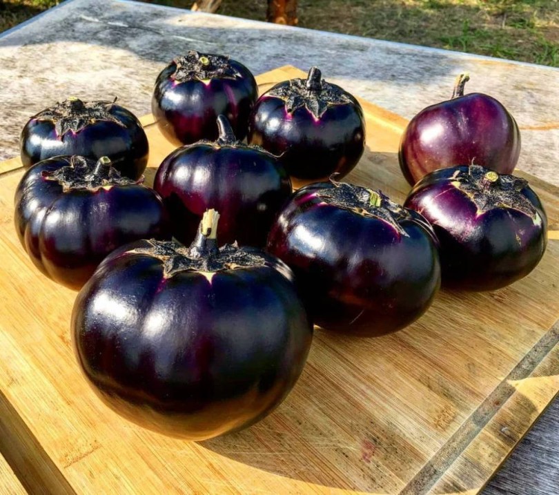 Chi Yei padlizsán - Kínai tájfajta, Solanum melongena, padlizsán